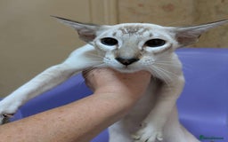 Siamese cats for sale: Siamese Kittens For Sale. - Image 9