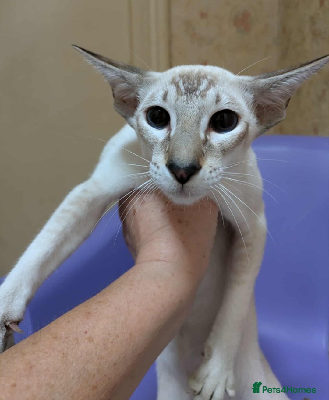 Siamese cats for sale: Siamese Kittens For Sale. - Image 9