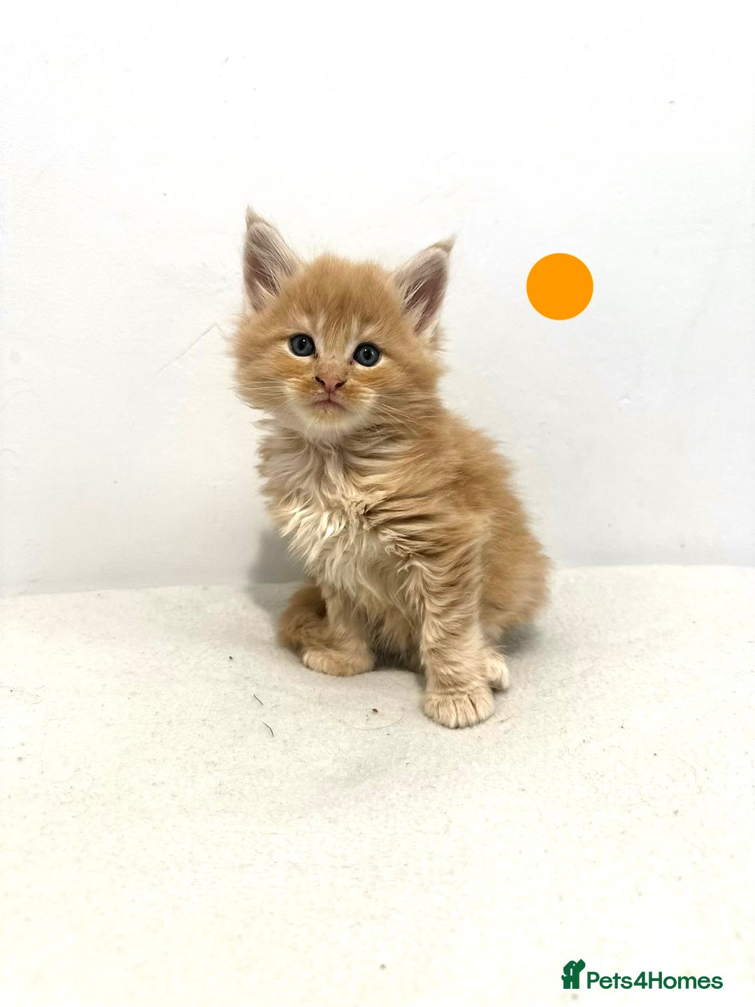 Maine Coon cats for sale: 🔥🧡5 BOYS READY TO STEAL YOUR HEART🧡🔥 - Advert 3