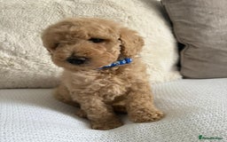 Standard Poodle dogs for sale: Stunning KC Standard Poodle Puppies for sale - Image 15