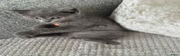 British Shorthair cats for sale: 🐱 Beautiful British Shorthair kittens  in Musselburgh - Advert 22