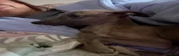 Whippet dogs for sale: KC reg Whippet pups fully inoculated ready now! - Advert 3