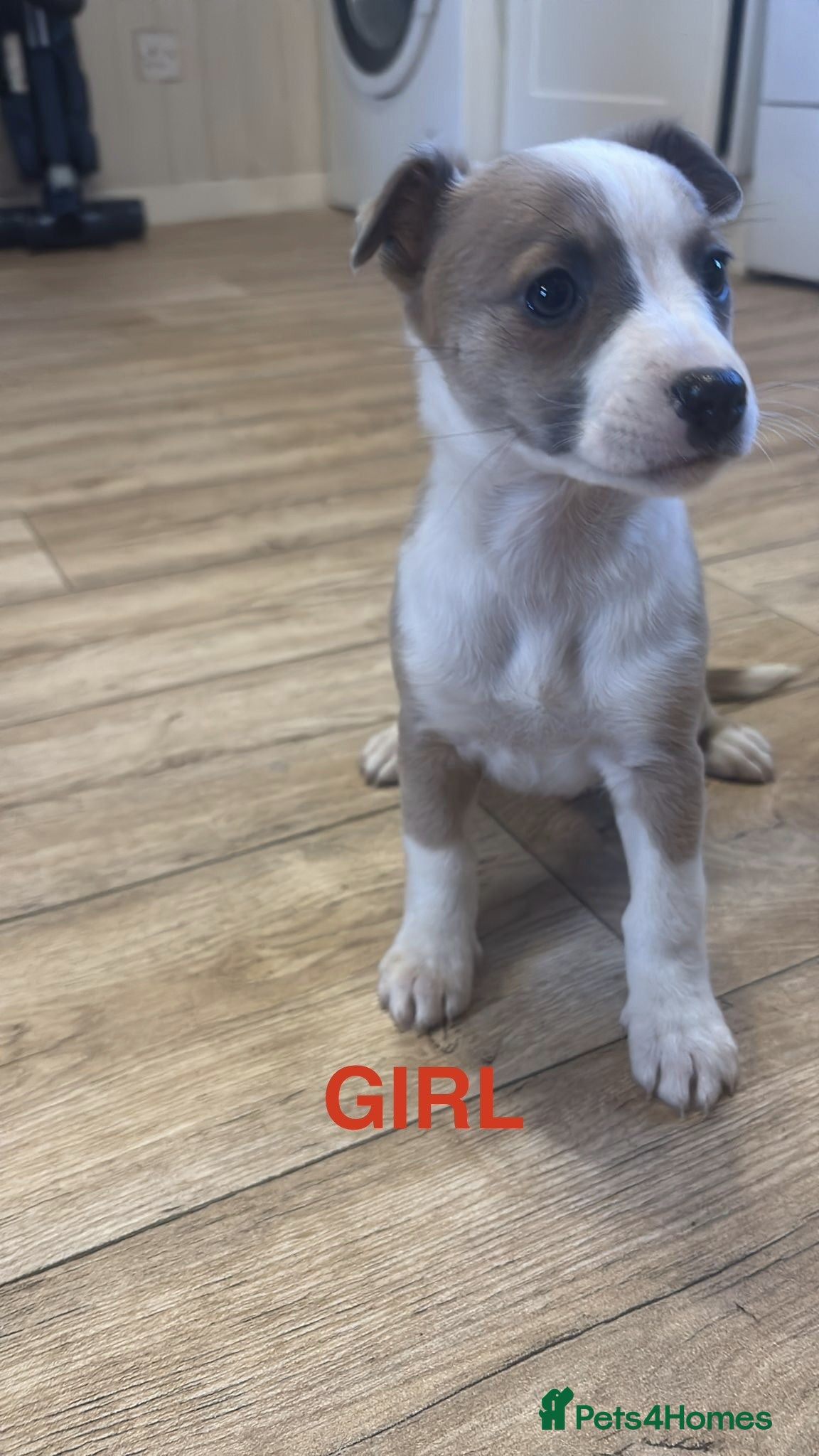 Mixed Breed dogs Chippet puppies (chihuahua cross whippet) - Advert 14