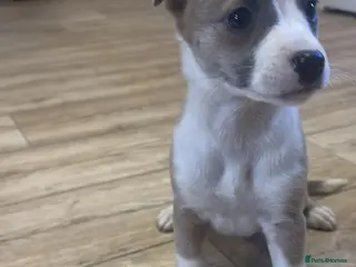 Mixed Breed dogs Chippet puppies (chihuahua cross whippet) - Advert 14