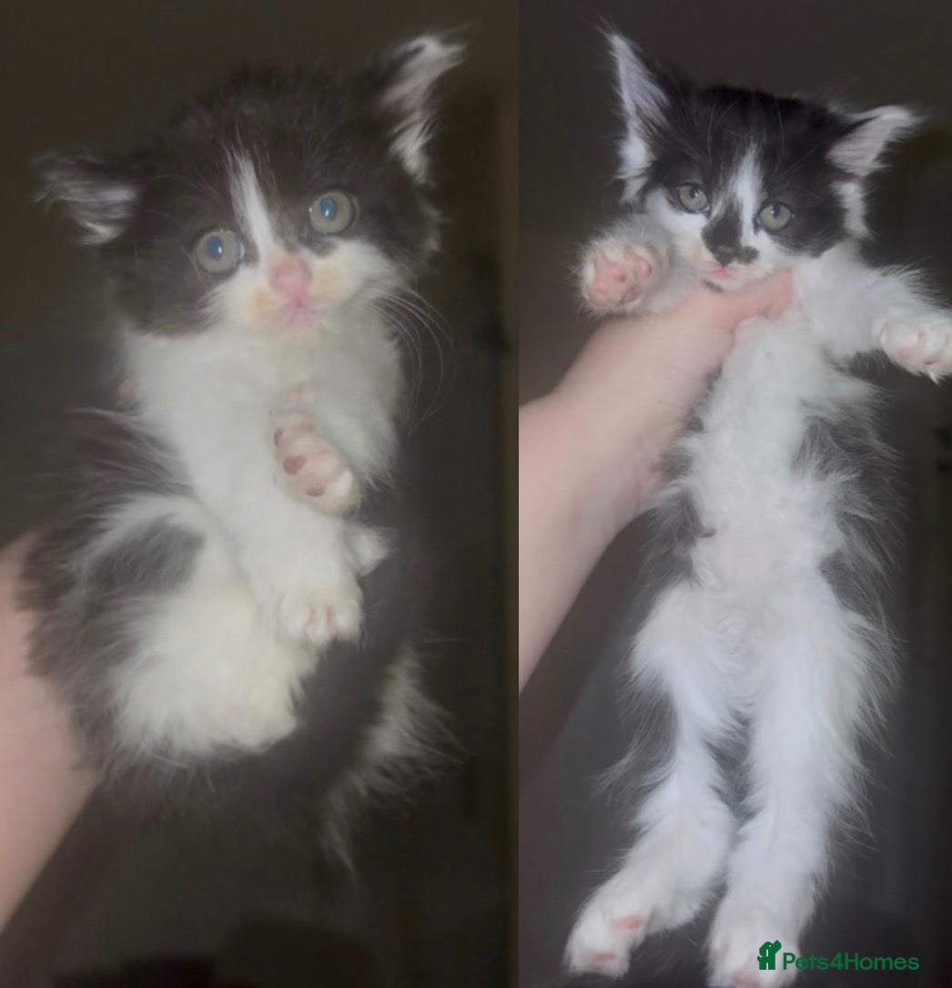 Mixed Breed cats Fluffy girl kittens long hair sociable and playful - Advert 8