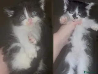 Mixed Breed cats Fluffy girl kittens long hair sociable and playful - Advert 1