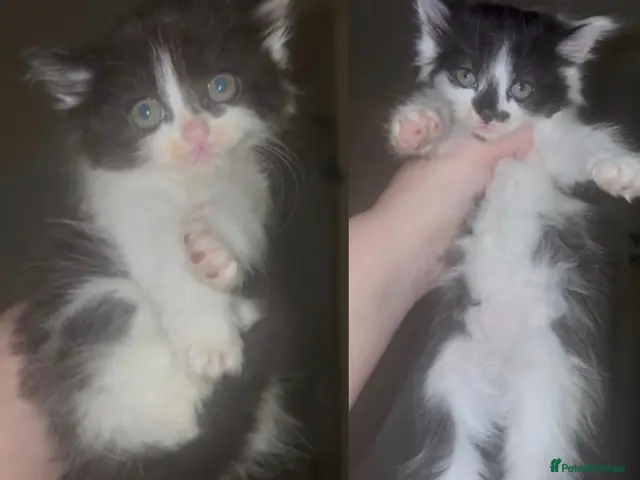 Mixed Breed cats Fluffy girl kittens long hair sociable and playful - Advert 6