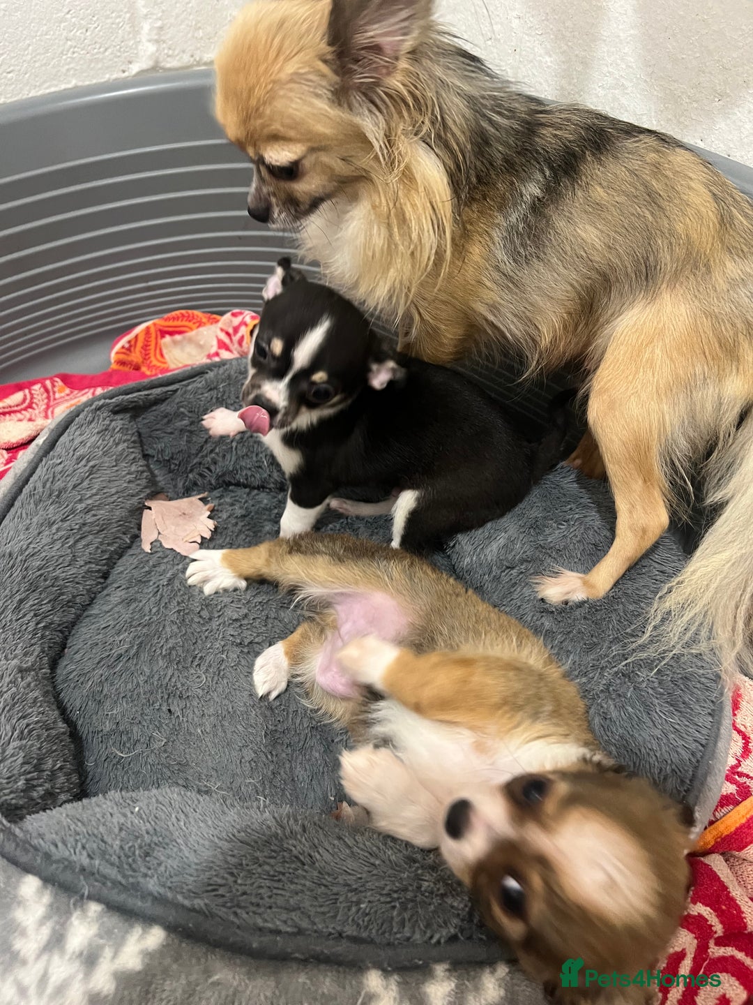 Chihuahua dogs for sale: Beautiful boy chihuahuas  - Image 7