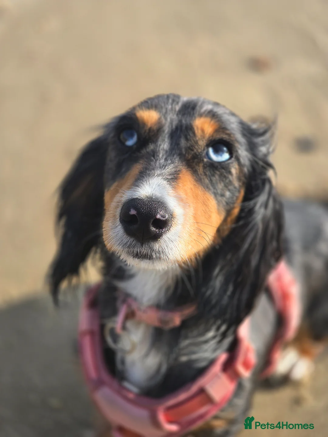 Dachshund dogs for sale: Female dapple dashund  in Norwich - Advert 2