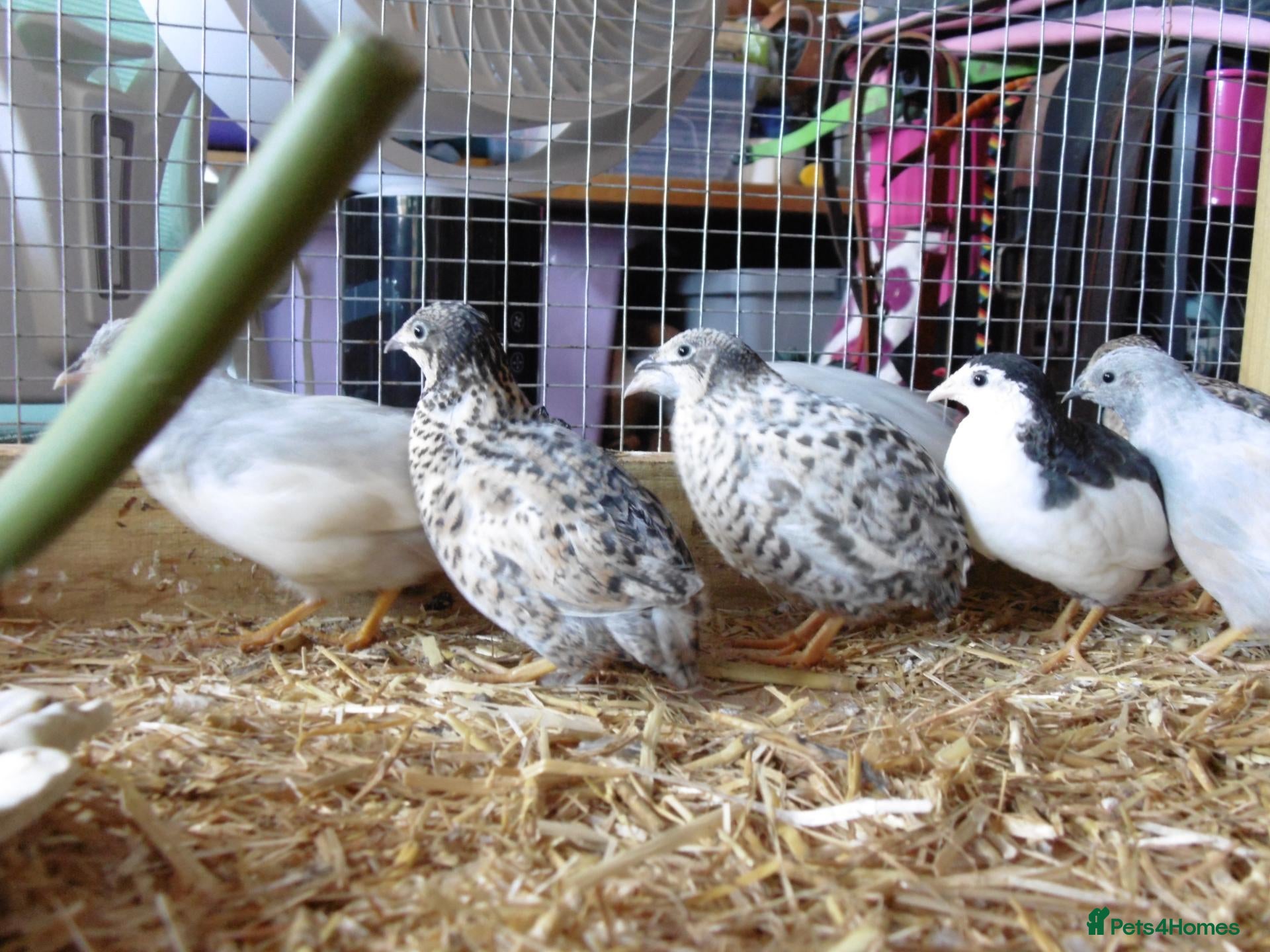 Quail poultry Quail all ages breeds from £5 - Advert 7