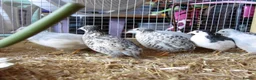 Quail poultry for sale: Quail all ages breeds from £5 - Advert 1