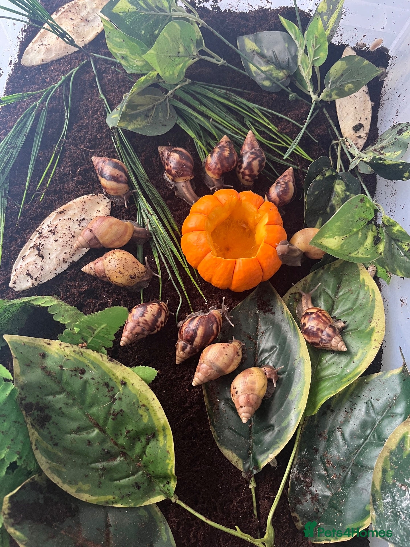 Snails invertebrates (URGENT) Giant African land snails (Lissa fulica) - Advert 16