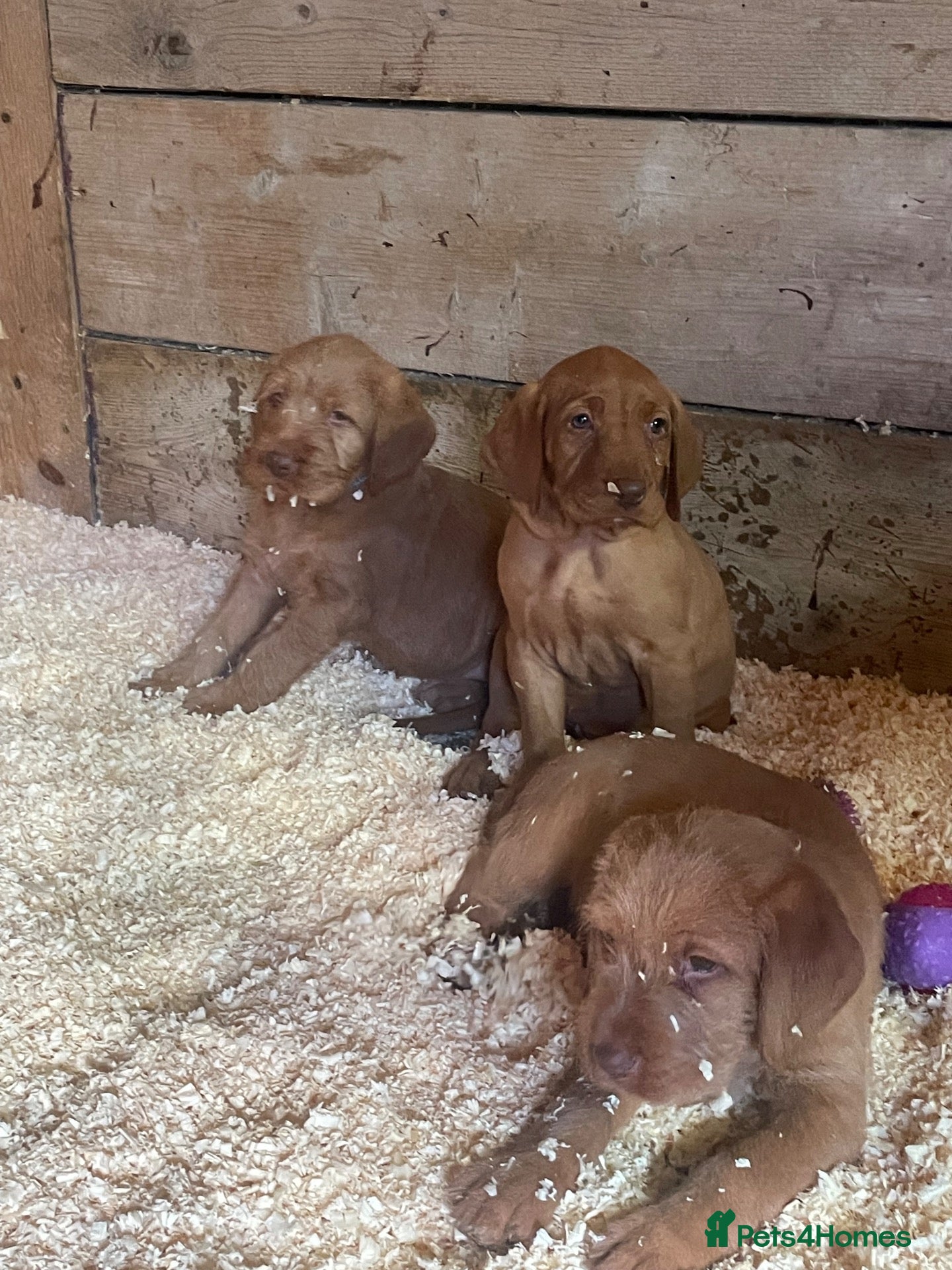 Hungarian Vizsla dogs for sale: 🐶 Beautiful Wired Haired Hungarian Visla Puppies - Advert 2