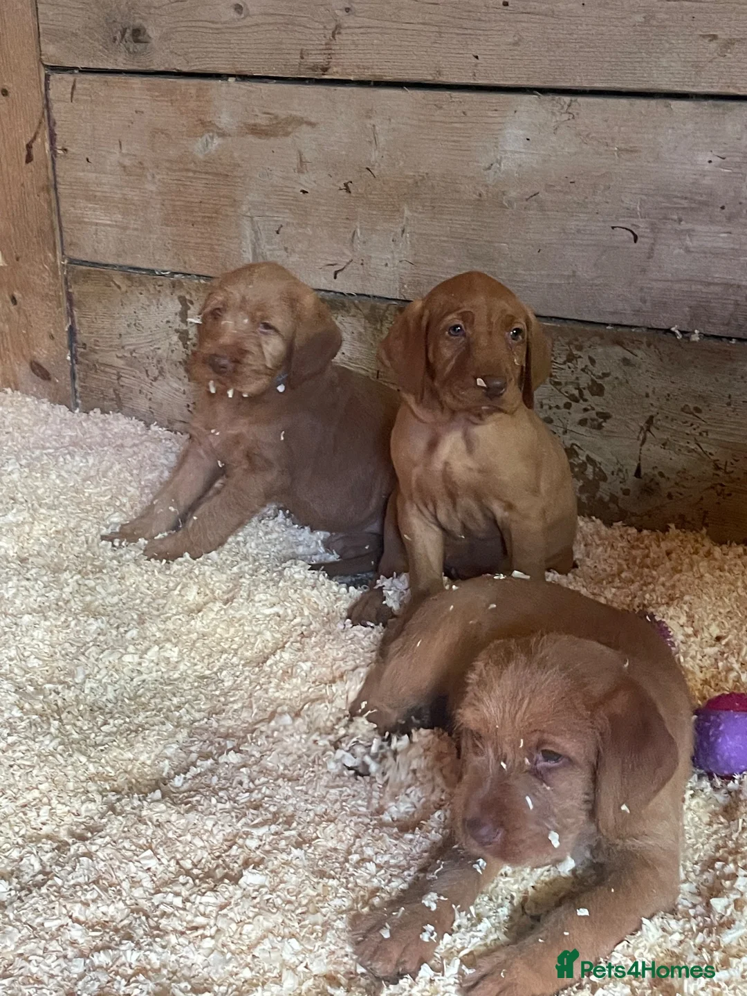 Hungarian Vizsla dogs for sale: 🐶 Beautiful Wired Haired Hungarian Visla Puppies in Saint Helens - Advert 2