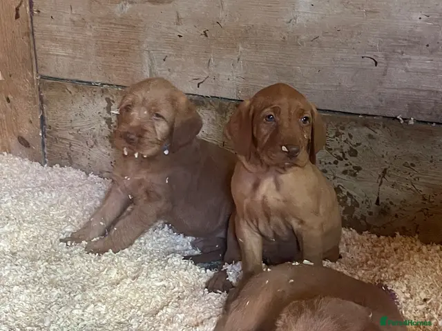 Hungarian Vizsla dogs for sale: 🐶 Beautiful Wired Haired Hungarian Visla Puppies - Advert 2
