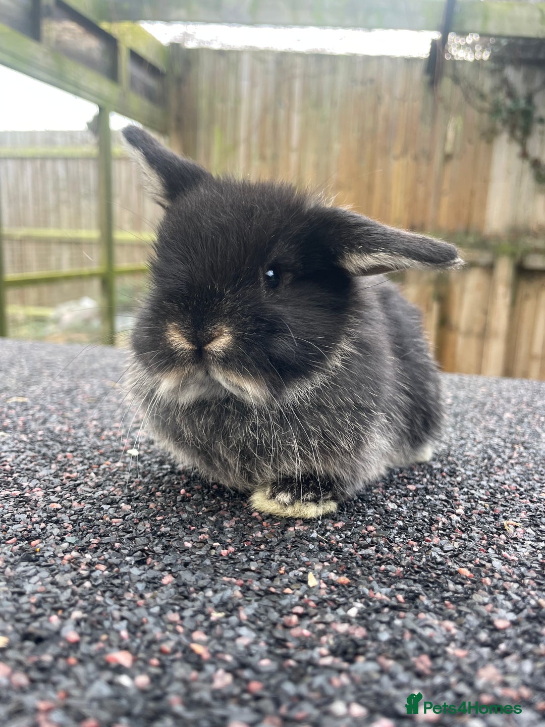 Mini Lop rabbits for sale: Gorgeous mini lops looking for their forever homes - Advert 2