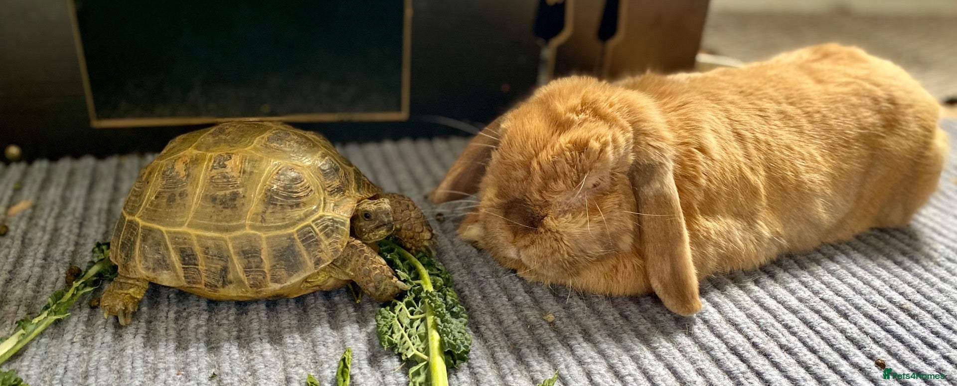 Hermann Tortoise reptiles 10 year old Herman Tortoise for sale - Advert 2