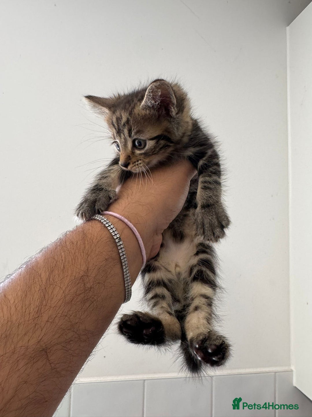 Mixed Breed cats for sale: European shorthair crossed with a tabby - Image 10