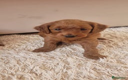 Cockapoo dogs for sale: 2nd generation cockapoo pups - Image 13
