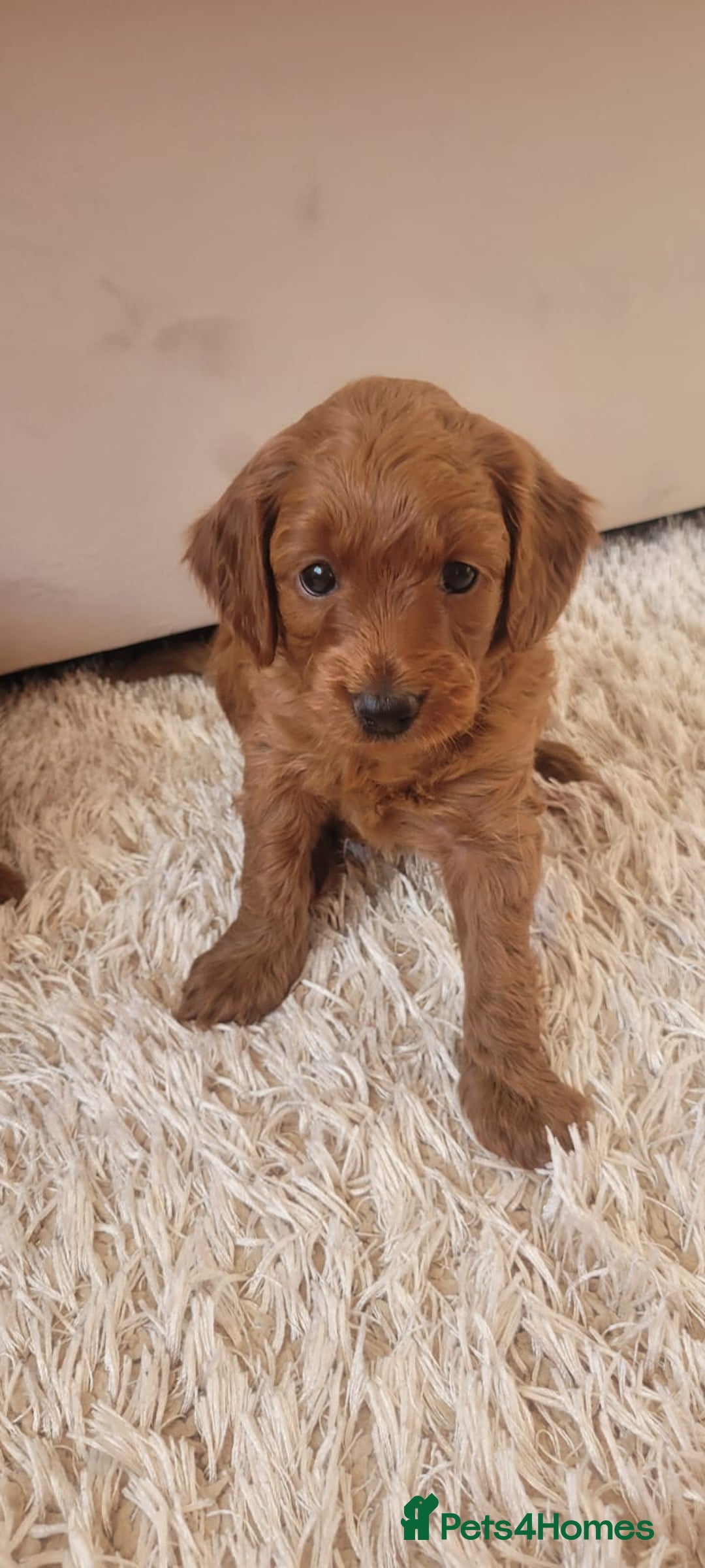 Cockapoo dogs for sale: 2nd generation cockapoo pups - Image 13