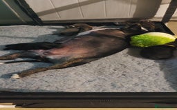 Staffordshire Bull Terrier dogs for sale: Staffordshire bull terrier puppies  - Image 17