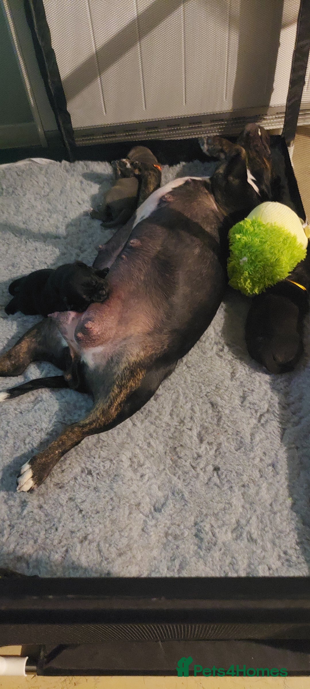 Staffordshire Bull Terrier dogs for sale: Staffordshire bull terrier puppies  - Image 17