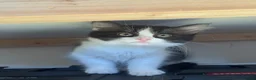 Mixed Breed cats for sale: 2x 10 week old kittens  - Advert 6