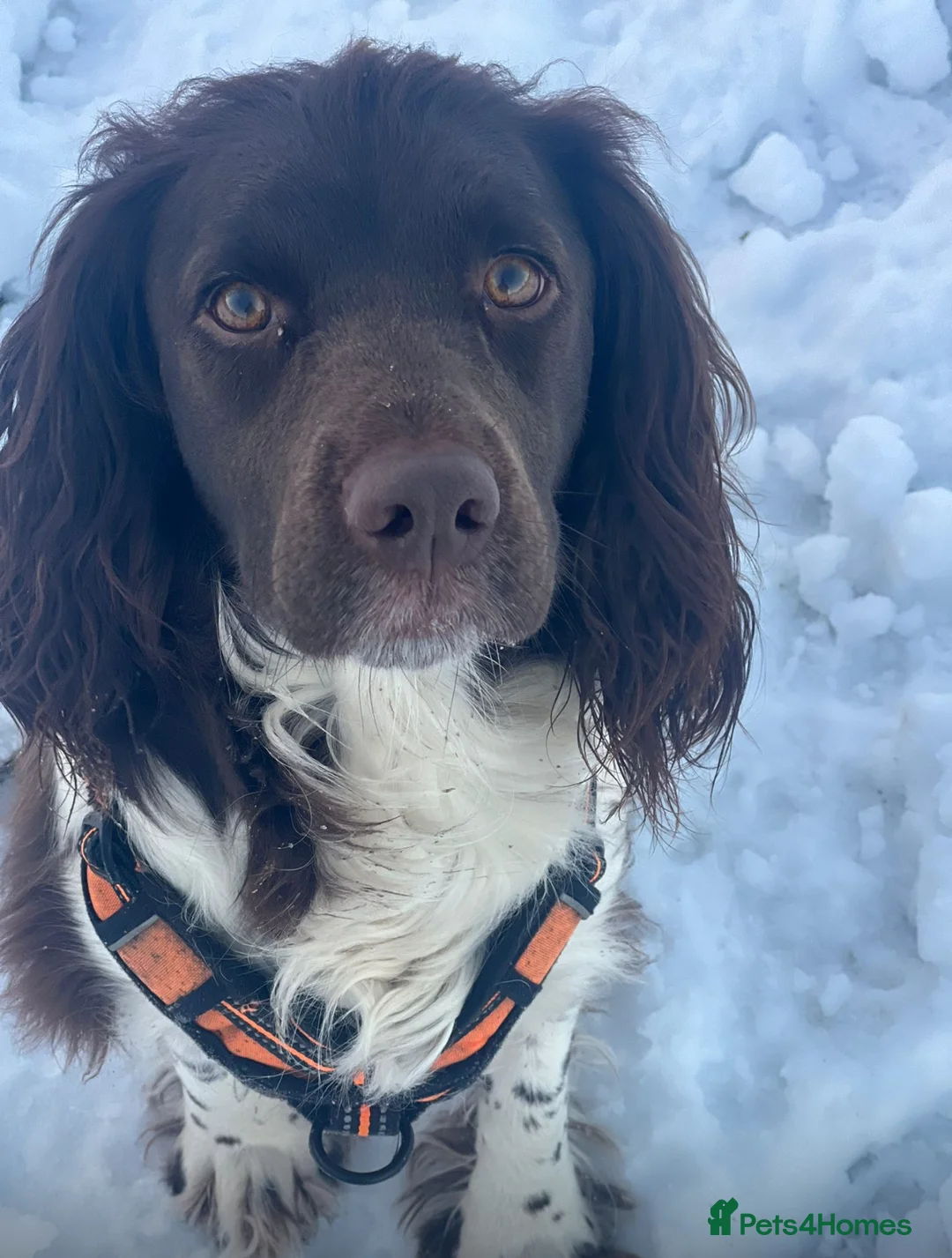 Sprocker dogs for sale: Adorable Sprocker Spaniel puppies Leeds - Advert 5