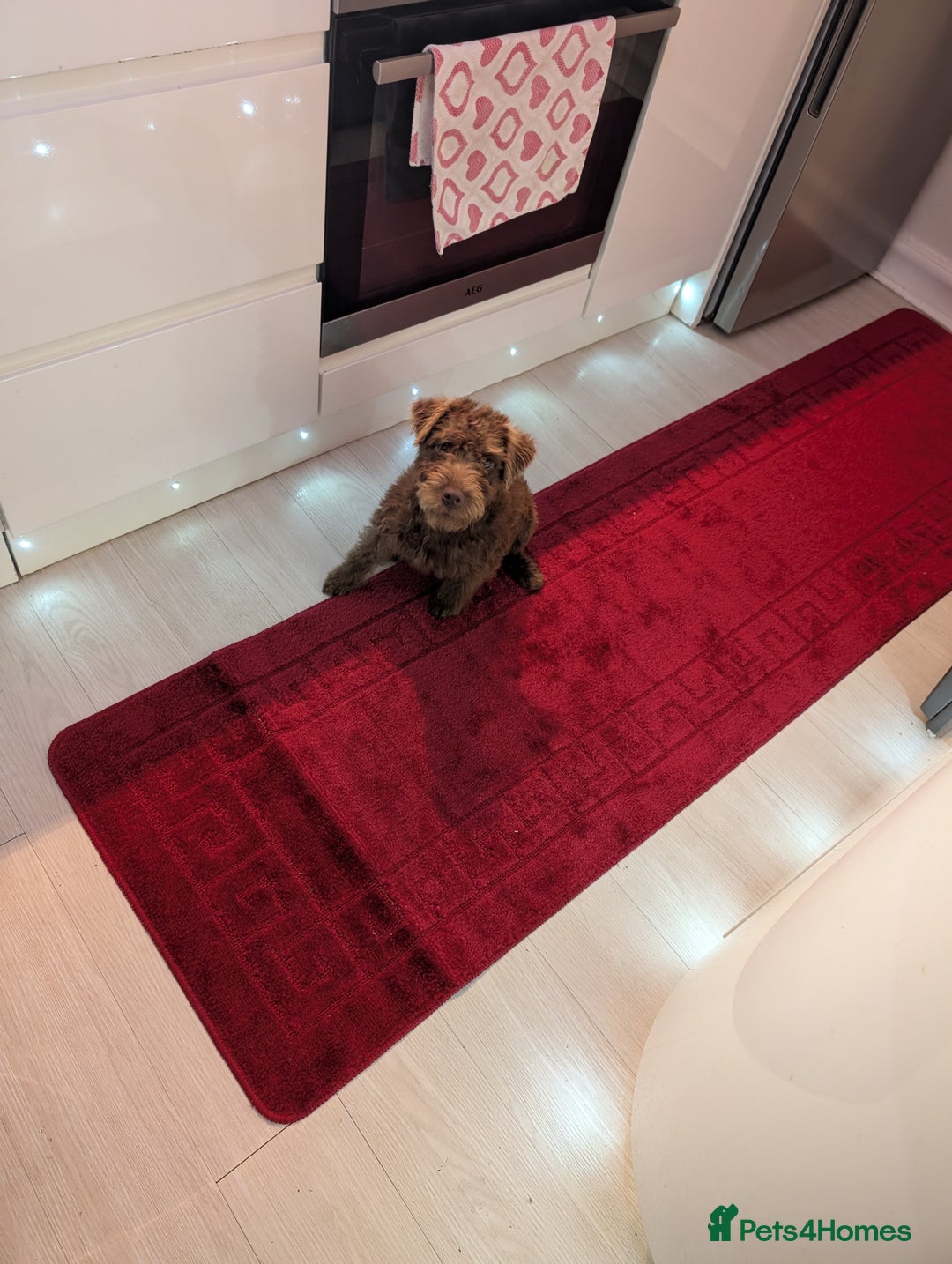 Patterdale Terrier dogs for sale: Fell Terrier  - Image 7