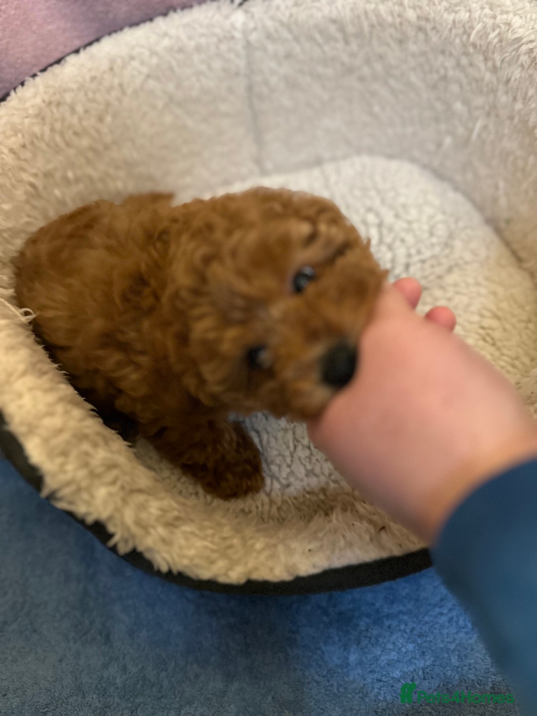 Toy Poodle dogs for sale: Toy poodle puppy - Advert 2