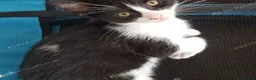 Mixed Breed cats for sale: Sweet male kitten looking for a loving home. - Advert 12