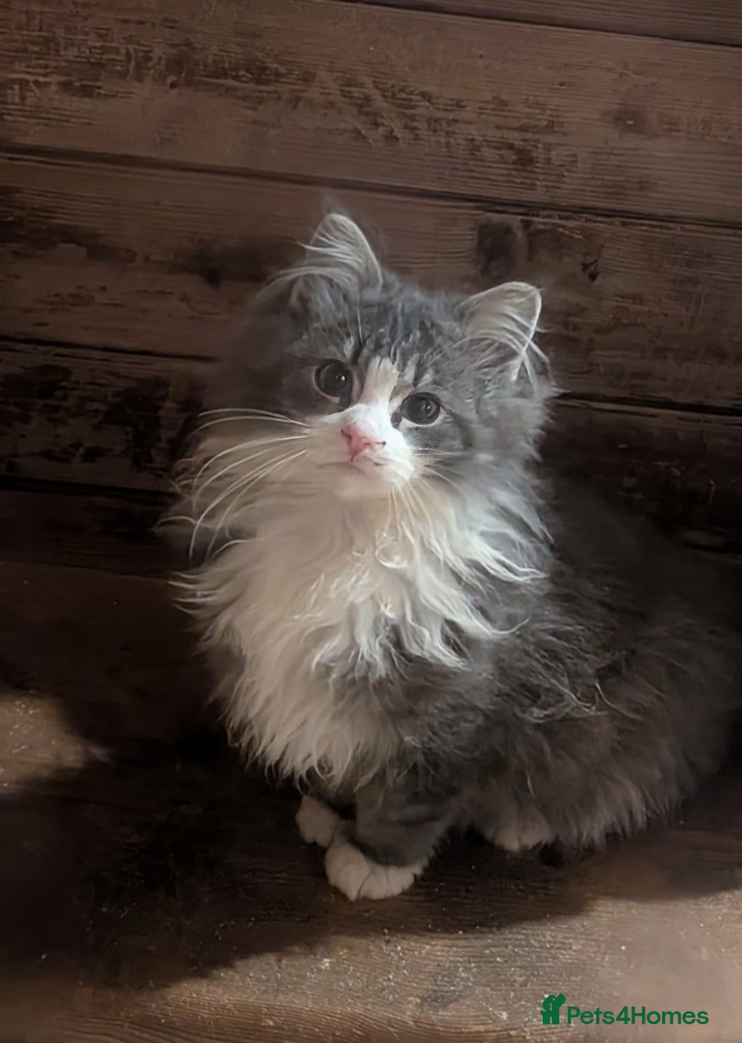 Maine Coon cats Maine Coon pedigree kittens  - Advert 1