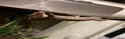 Gecko reptiles for sale: Pascal the Crested Gecko in Trowbridge - Advert 11
