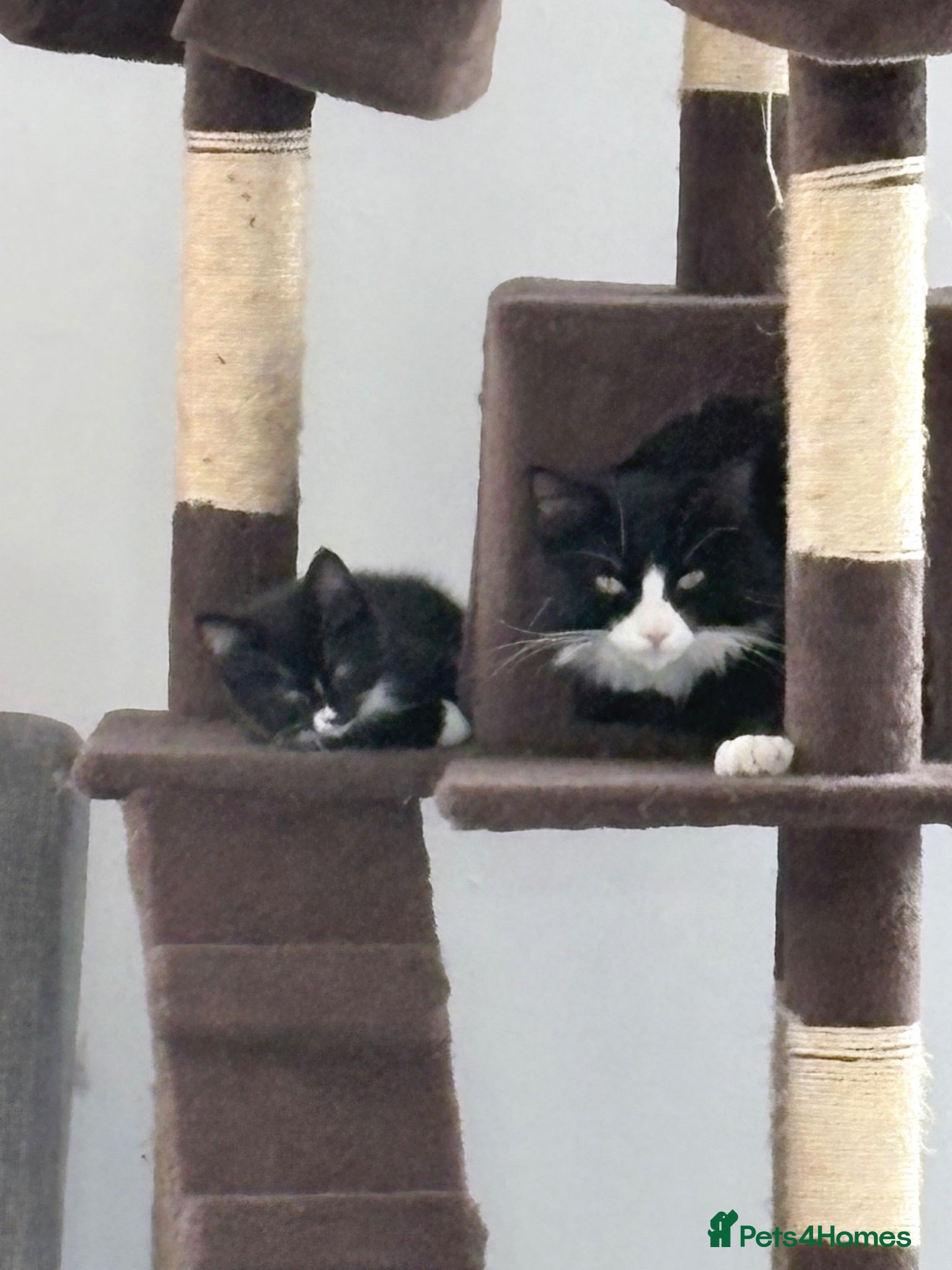 Mixed Breed cats 1 little boy looking for his forever home. - Advert 1