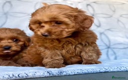 Cavapoo dogs for sale: Cavapoo puppies  - Image 3