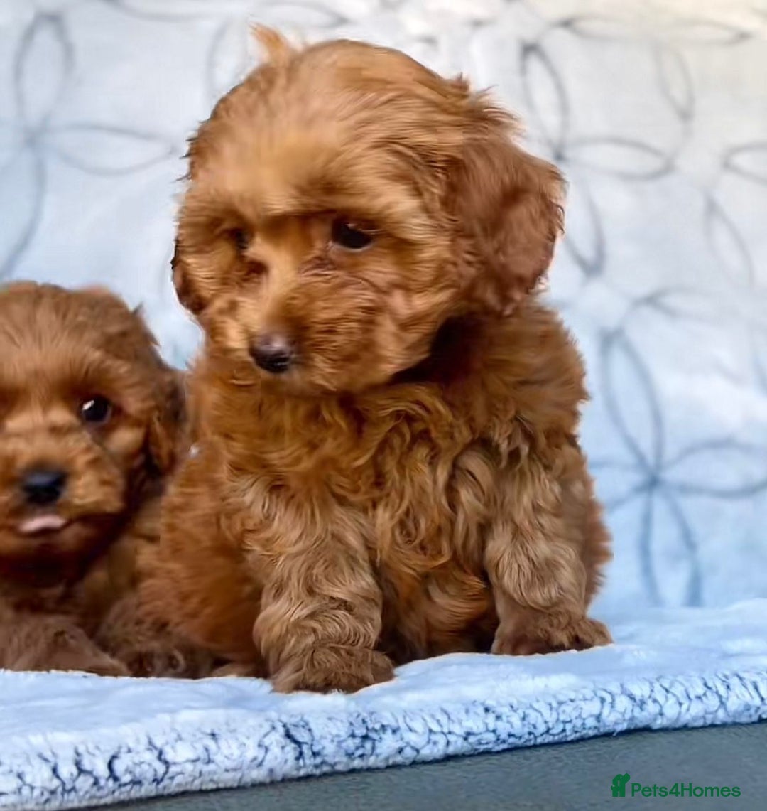 Cavapoo dogs for sale: Cavapoo puppies  - Image 3