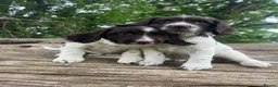 English Springer Spaniel dogs for sale: READY TO LEAVE NOW!! 2 Springer Spaniel boy pups! - Advert 3