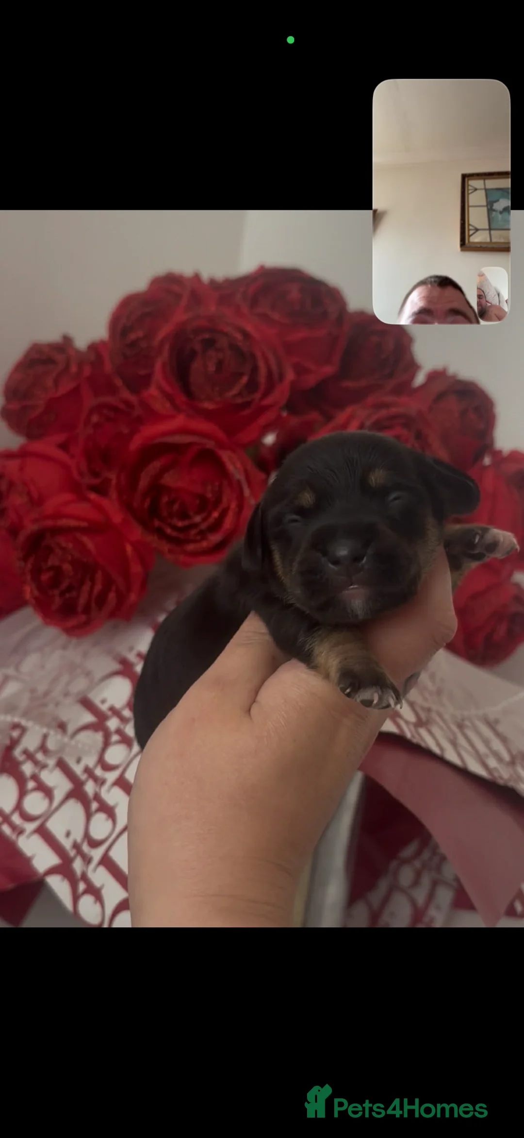 Jackshund dogs for sale: Dachshund x Jack Russel   in Peterborough - Advert 2