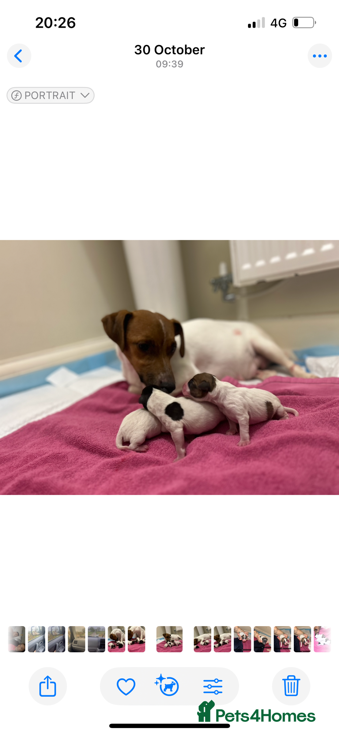 Jack Russell dogs for sale: Miniature jack Russel puppies ready for new home ! - Advert 5