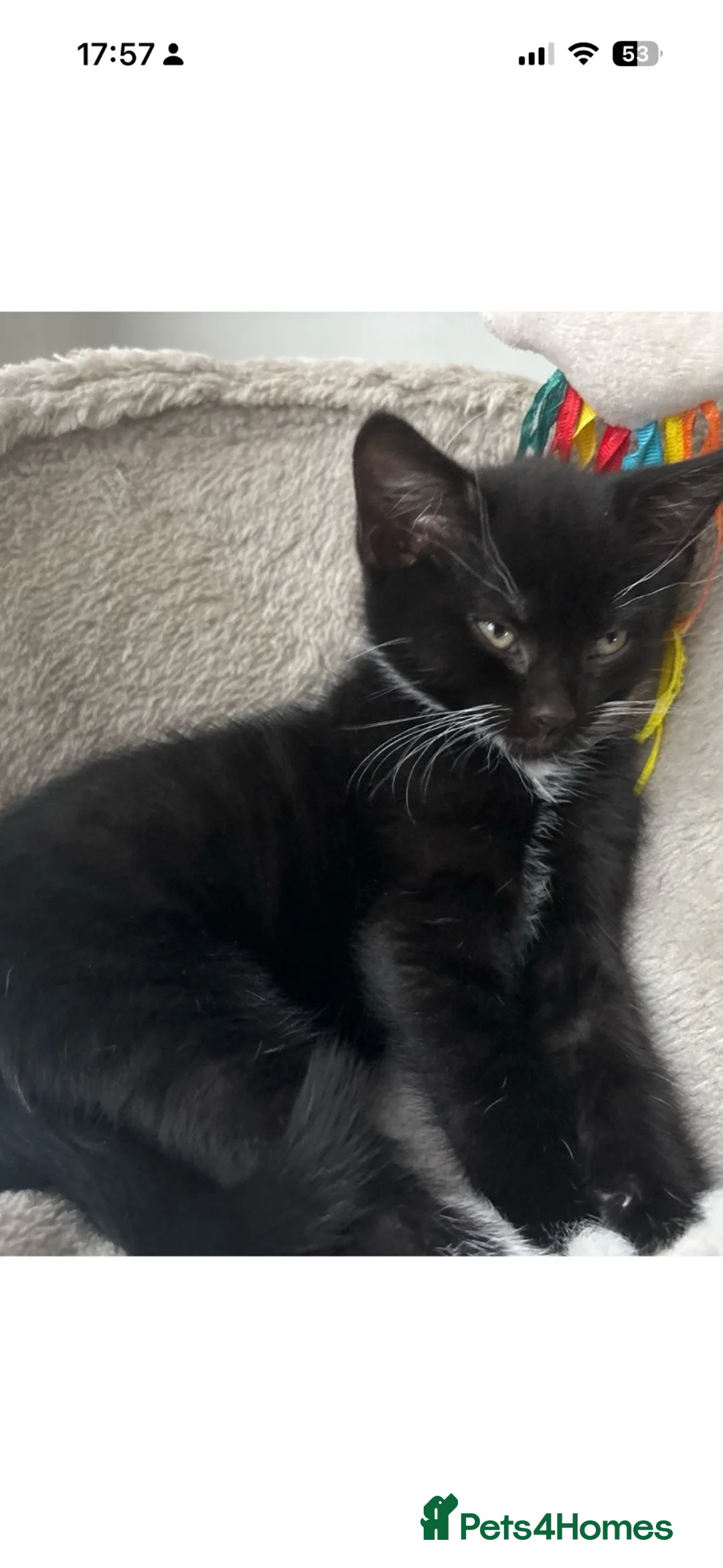 Mixed Breed cats for sale: Beautiful kitten for sale - Advert 2