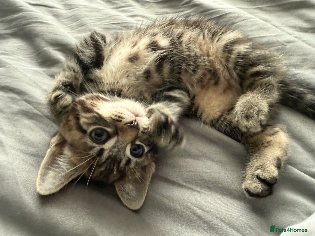 Mixed Breed cats for sale: Adorable Kittens Ready for Their Forever Homes - Image 3