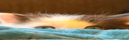 Ragdoll cats for sale: Ragdoll cross  - Advert 2