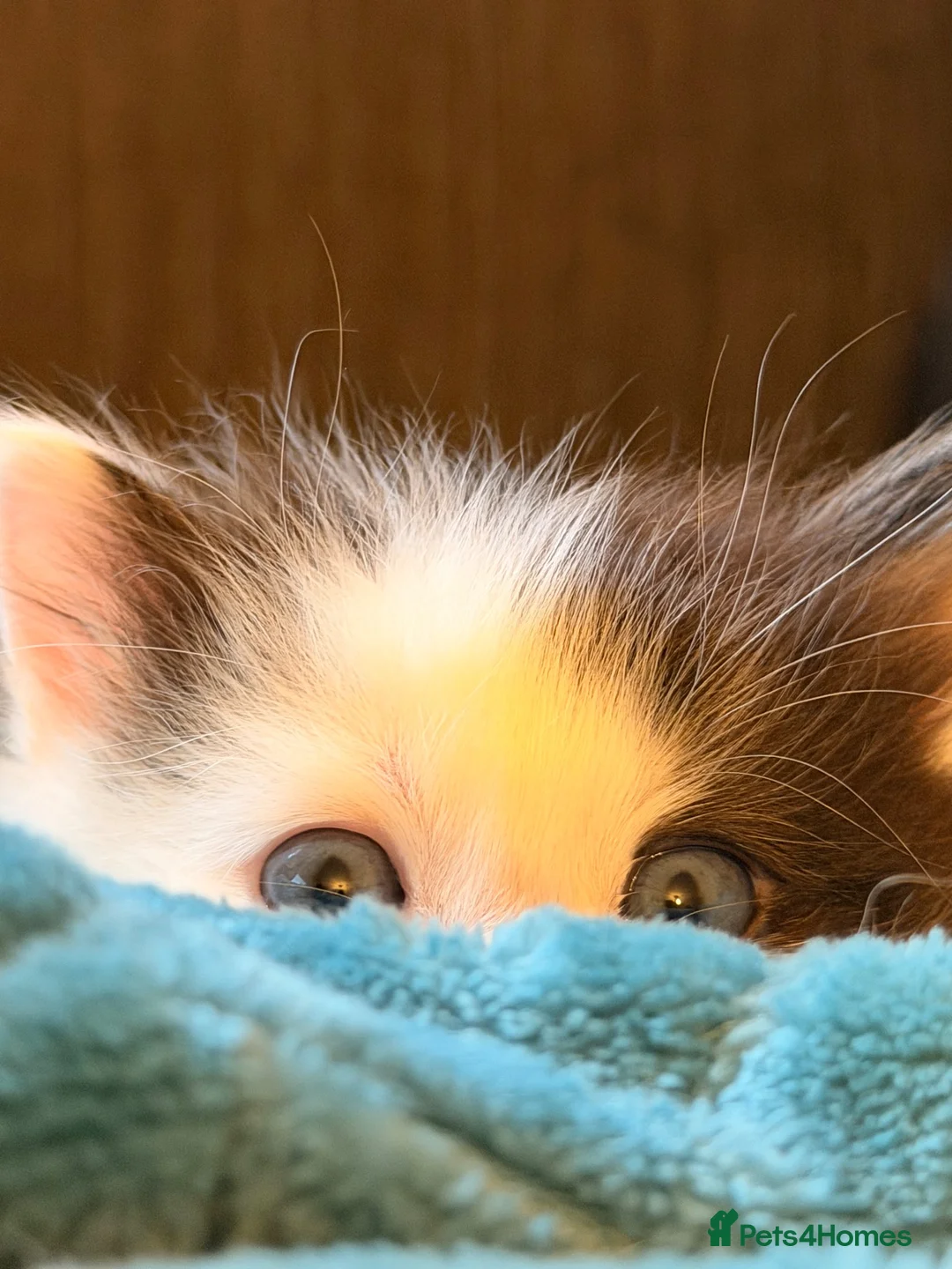 Ragdoll cats for sale: Ragdoll cross  - Advert 2