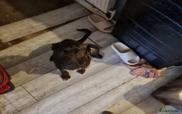 Mixed Breed dogs for sale: 2 dog bordeaux mixed - Image 9