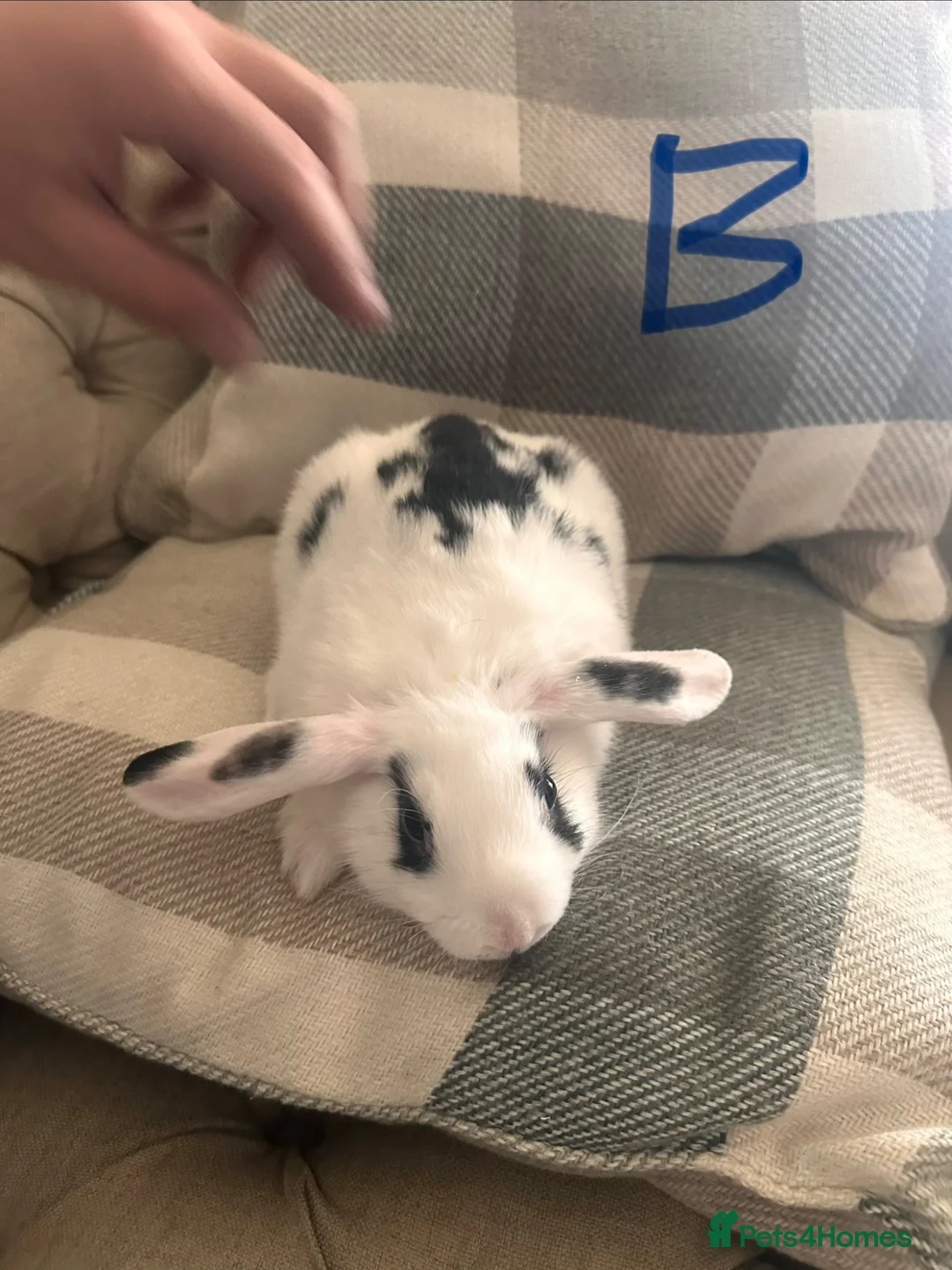Mini Lion Lop rabbits for sale: 3 mini lion lops ready to go  - Advert 1