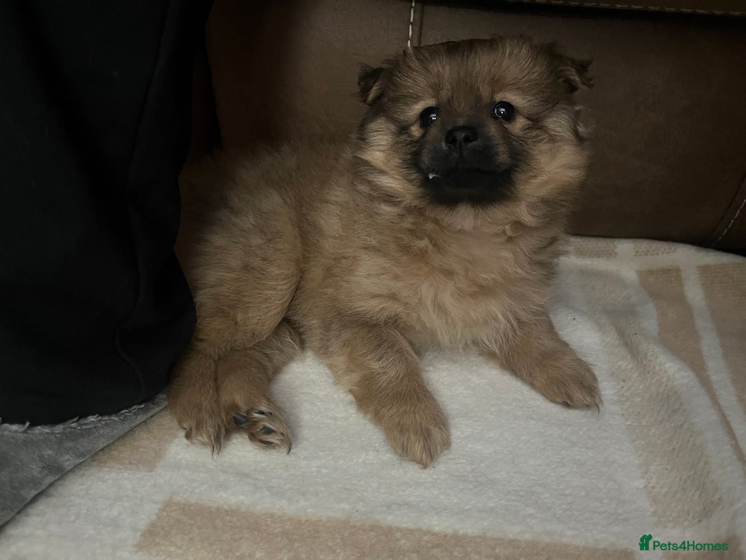 Pomeranian dogs for sale: ⭐️ 2x Pomeranian Boys ⭐  - Advert 7