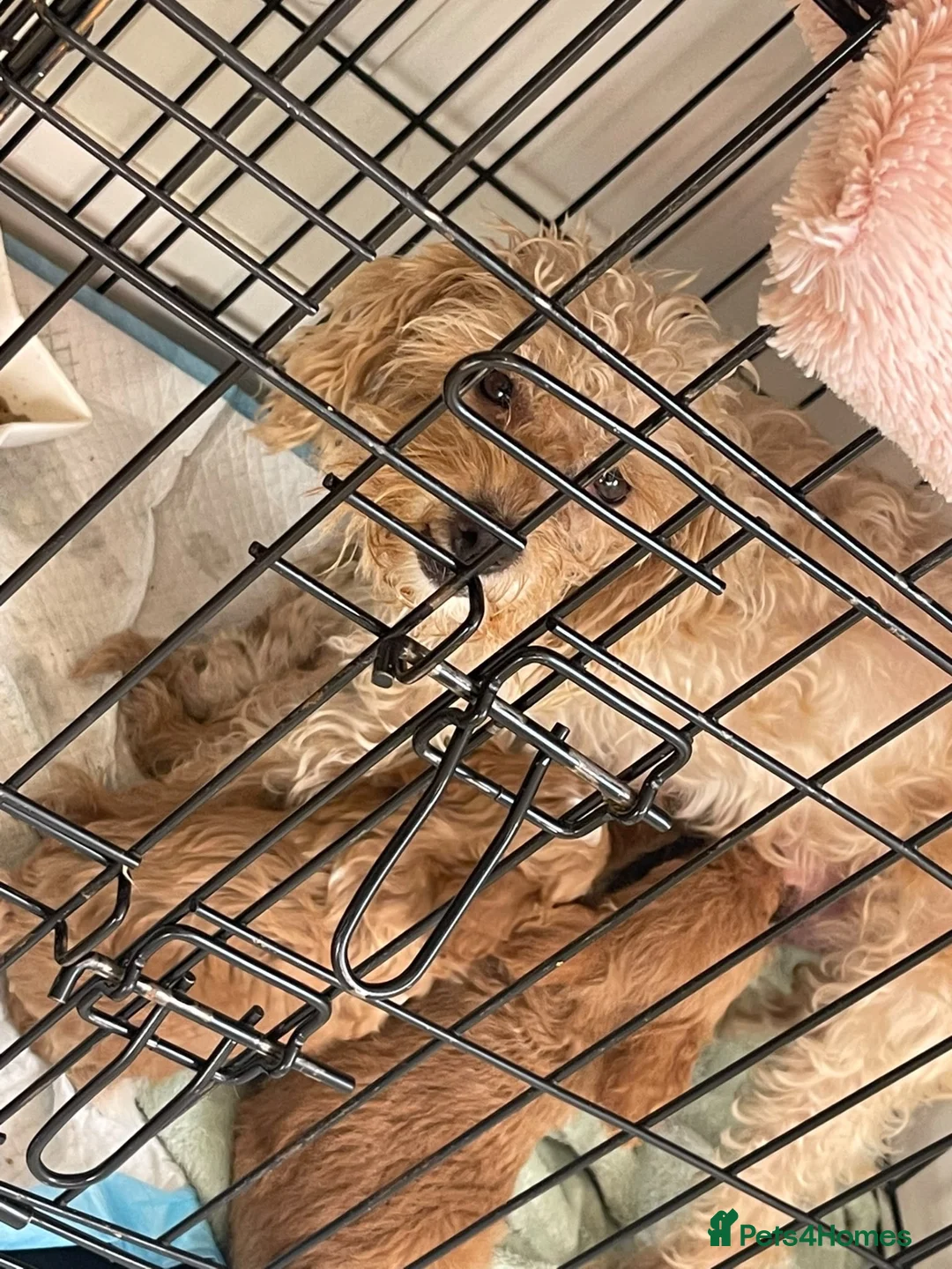 Schnoodle dogs for sale: Schnoodle puppies, 1 girl, 3 boys  in Bradford - Advert 2