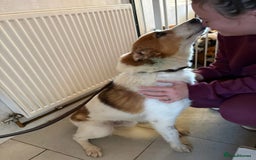 Mixed Breed dogs for adoption: Freud - Norwich Norfolk  - Advert 14