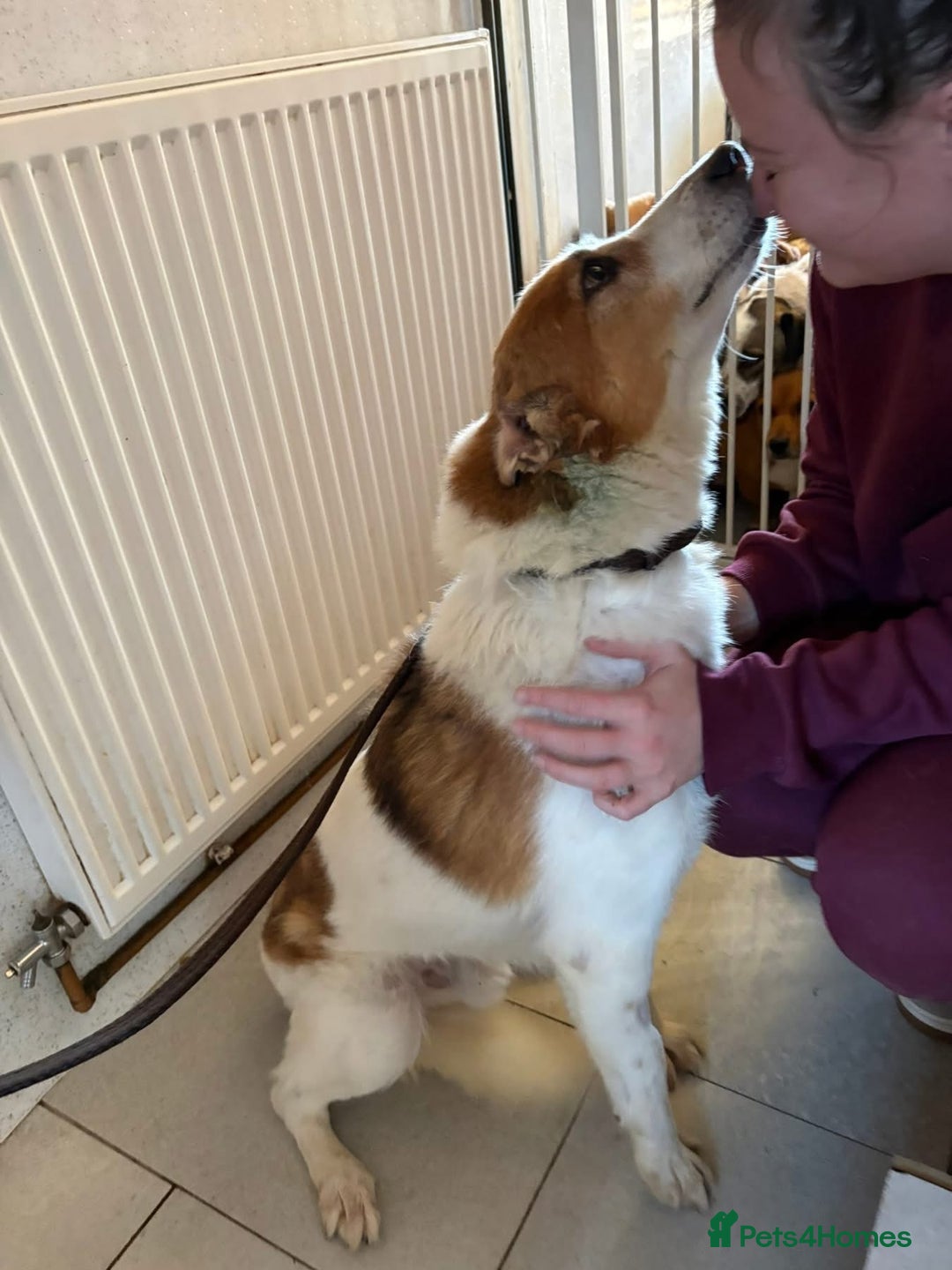 Mixed Breed dogs for adoption: Freud - Norwich Norfolk  - Advert 14