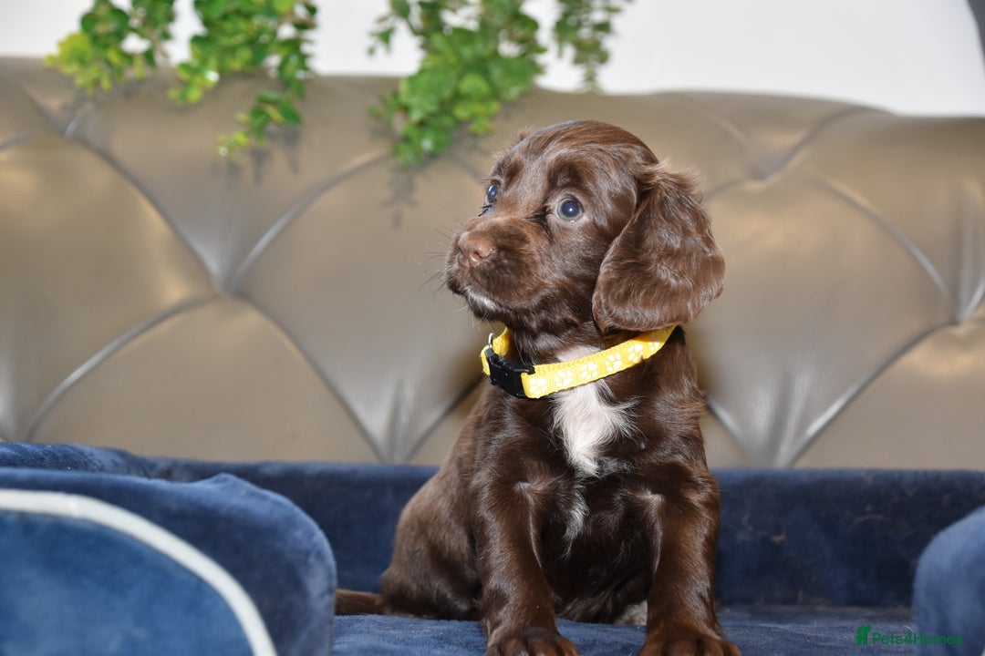 Cocker Spaniel dogs for sale: Kc Reg Health Tested Cocker Spaniel Puppies - Advert 5